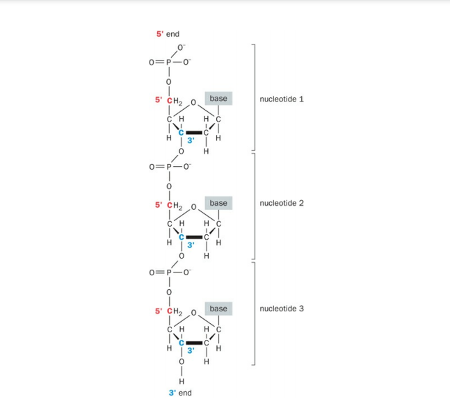 ساختمان dna