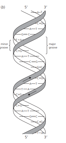 ساختمان DNA