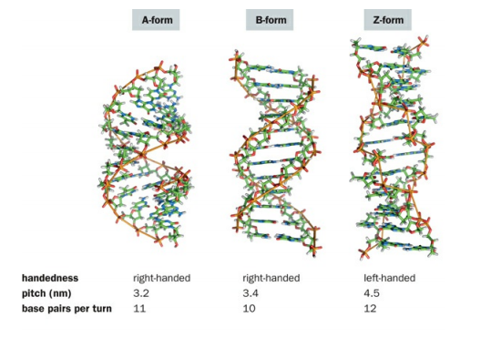 ساختمان DNA