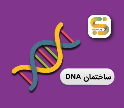 ساختمان-dna ساختمان دوم و ساختمان سوم DNA